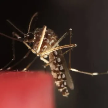Kasus Malaria di Indonesia Turun Tapi Masih Tertinggi Ke-dua di Asia